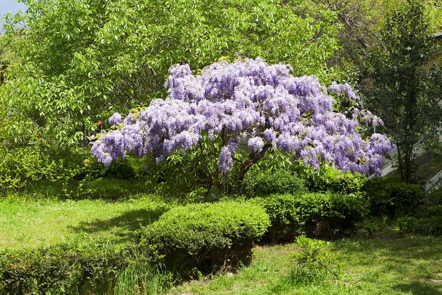 how to grow and train a young wisteria plant into a tree