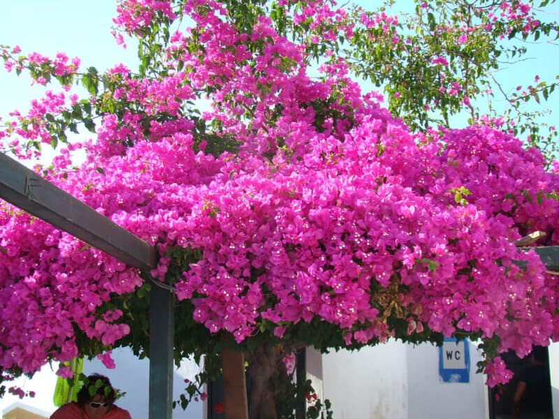 How to Train Your Bougainvillea Into a Tree Standard - RootingForBlooms.com