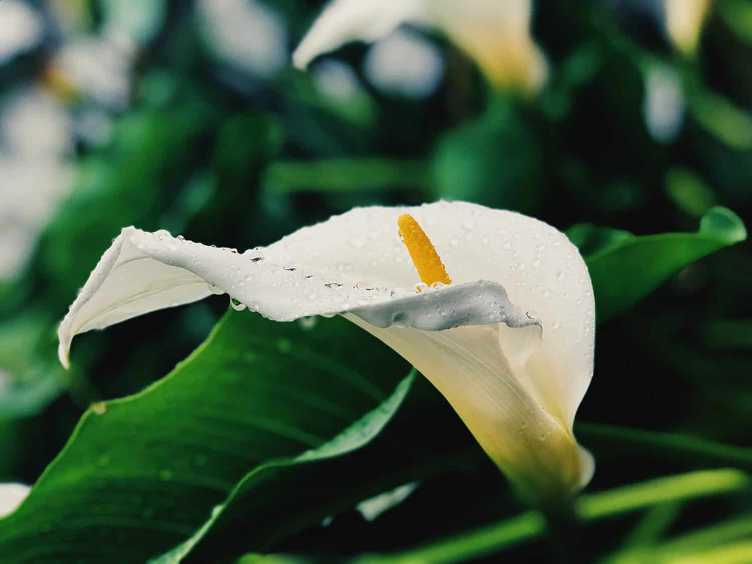 Flowers To Plant With Your Calla Lilies