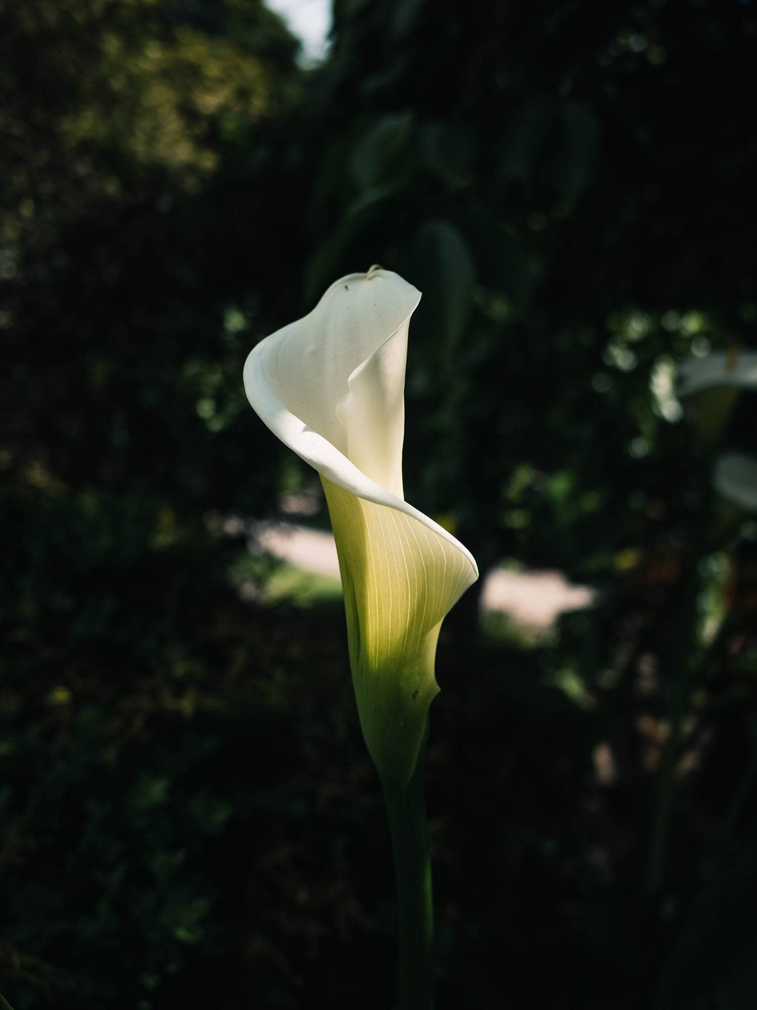 Calla Lilies Are Turning Brown